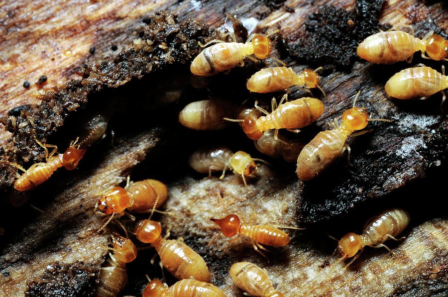 5 Kebiasaan Sederhana di Rumah yang Ampuh Mengusir Rayap Selamanya